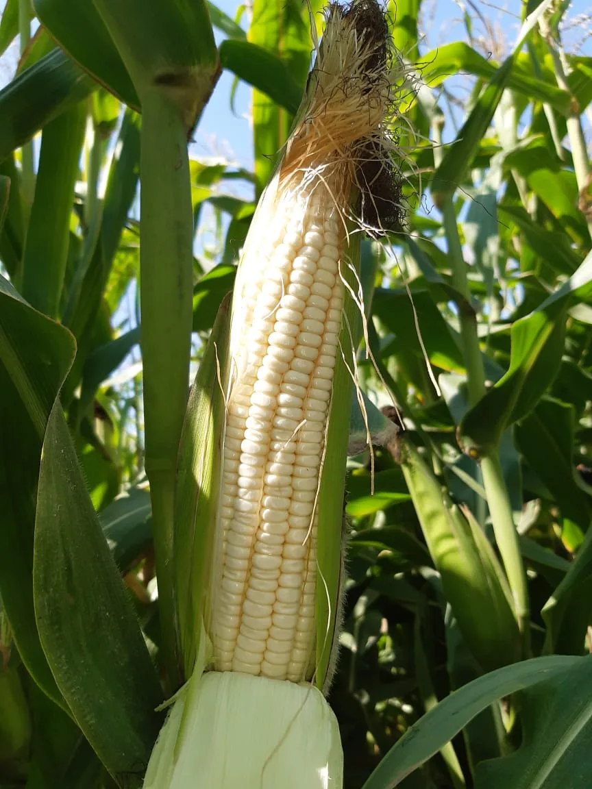 Maize cob grown under Floppy Sprinkler irrigation