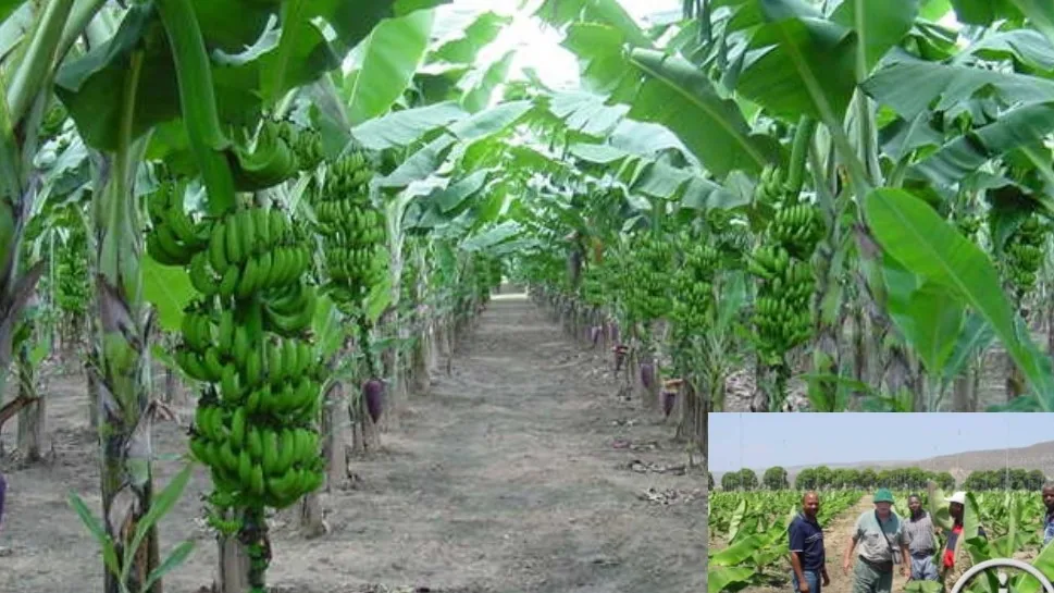 Bananas crop