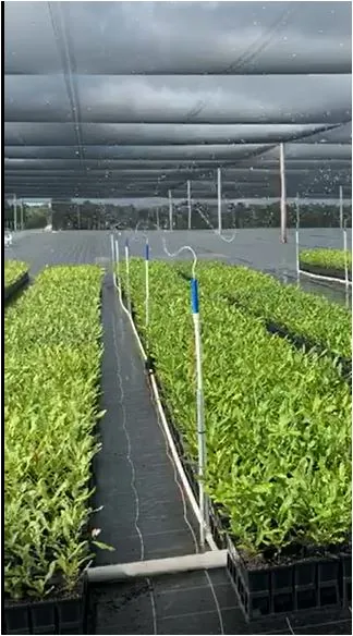 Blue Floppy Sprinklers irrigating seedlings in a greenhouse nursery