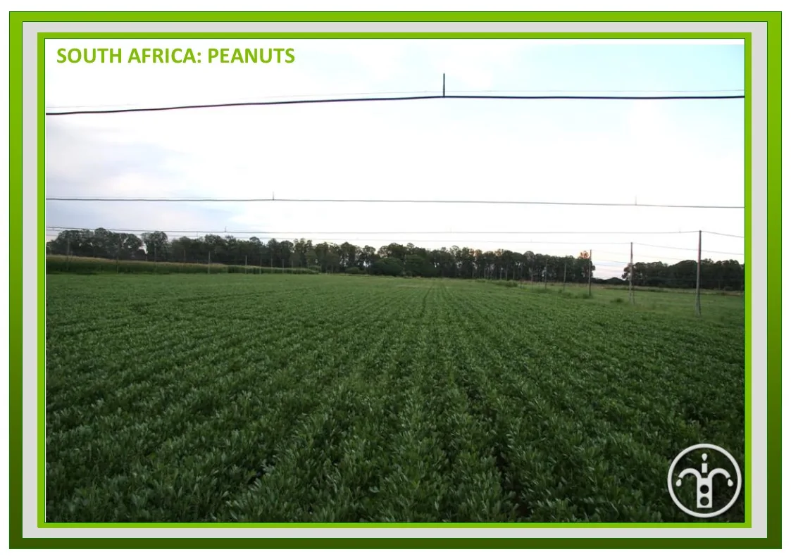 Peanut cultivation — South Africa