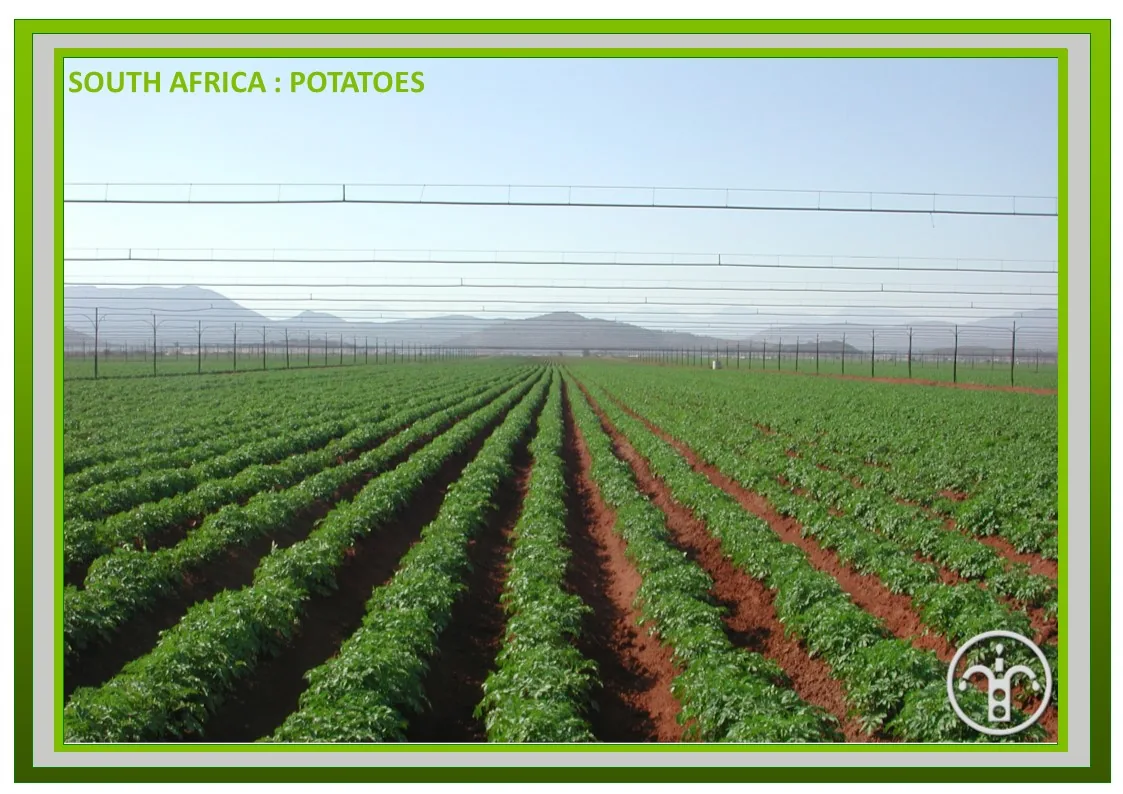 Potato growing — South Africa