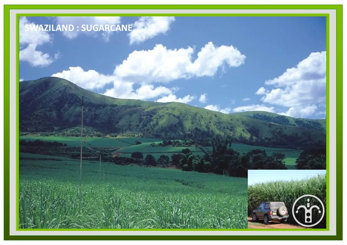 Sugarcane field — Swaziland